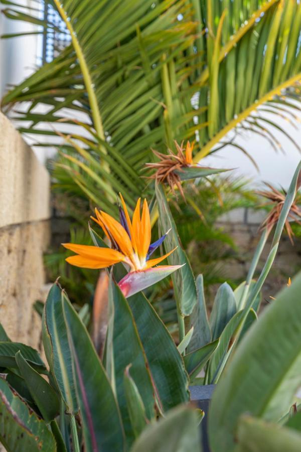 Medano4You The Strelitzia Terrace El Médano Exterior photo